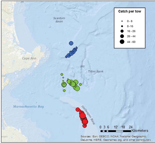 FIGURE 1. Relative abundance of mature (>28-cm TL) Winter Flounder captured in seventy-one 30-min tows from March 14 to May 15, 2016, in three offshore areas within the southern Gulf of Maine: southeastern Jeffreys Ledge (blue), Bigear (green), and Stellwagen Bank (red). Circle sizes are proportional to the Winter Flounder catch.