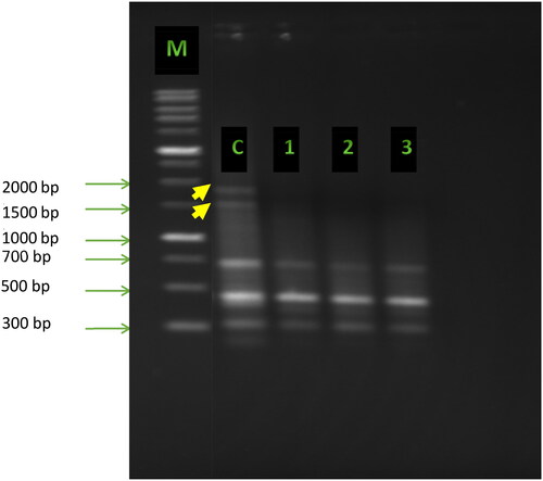 Figure 2. ISSR fingerprints obtained with primer UBC-35 from pea plants (Pisum sativum L.) treated with various concentrations of cadmium. Lane M: 1 kb DNA ladder (Sigma-Aldrich); Lane c: control; Lanes 1, 2, 3: plants treated with cadmium at concentrations of 10, 50 and 100 mg/kg soil, respectively. Yellow arrows indicate the polymorphic bands.