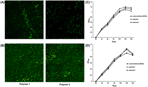 Figure 2. Toxicity evaluation of DBTDL by using CLSM observation of biofilm formation and growth curve analysis. Two marine bacterial strains, Sphingomonadaceae sp. and Pseudoalteromonas sp., were used for analysis. Two polymers with different concentrations of DBTDL were included for comparison: polymer 1, polymer containing 0.2 wt% DBTDL and then precipitated twice (Sn%=0.005%); polymer 2, polymer containing 0.2 wt% DBTDL and without being precipitated (Sn%=0.037%). Biofilms of the Sphingomonadaceae sp. (A) and Pseudoalteromonas sp. (B) were allowed to form on different polymers coated on glass slides for 8 h at 22°C, and then observed by using CLSM. The growth curve analyses of the Sphingomonadaceae sp. (C) and Pseudoalteromonas sp. (D) were performed in LB medium containing polymers with different concentrations of DBTDL for 18 h at 22°C.
