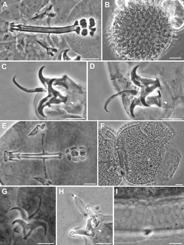 Figure 9. Ramazzottius tribulosus (A-D) and Ramazzottius valaamis (E-I) (LM, PhC). A. Feeding apparatus. B. Egg surface. C. Claws of I leg, arrowhead = pseudolunule. D. Claws of IV leg, arrowhead = pseudolunule. E. Feeding apparatus. F. Egg surface. G. Claws of II leg. H. Claws of IV leg, arrowhead = pseudolunule. I. Dorsal cuticle surface. A, C-E, G-H: holotype. Scale bars = 10 µm.