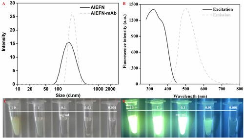 Figure 2. Characterization of AIEFM and AIEFM-mAb. Hydration size of AIEFM and AIEFM-mAb (A). Fluorescence spectrum of AIEFM (B). Digital photos of AIEFM under natural light (C). Digital photos of AIEFM under UV light (D).