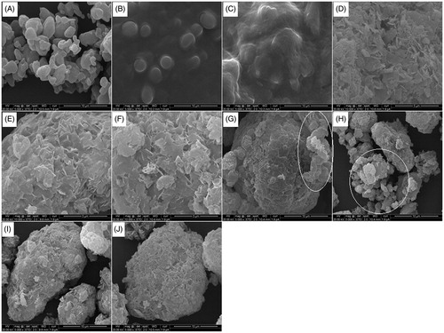Figure 7. Scanning electron microscopic (SEM) images of pure exemestane (A), Gelucire 44/14 (B), TPGS (C), porous calcium silicate (D), blank lipid dispersions of Gelucire 44/14 (E), TPGS (F), physical mixture at 1:5 ratio GPM1:5 (G), TPM1:5 (H) and optimized dispersions at 1:5 ratio, GLD1:5 (I) and TLD1:5 (J).