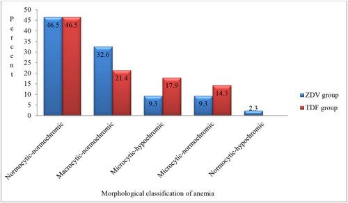 Figure 2 Percentage of morphological characteristics of anemia among patients on ZDV and TDF-containing HAART in ACSH, Mekele, Ethiopia, 2019.