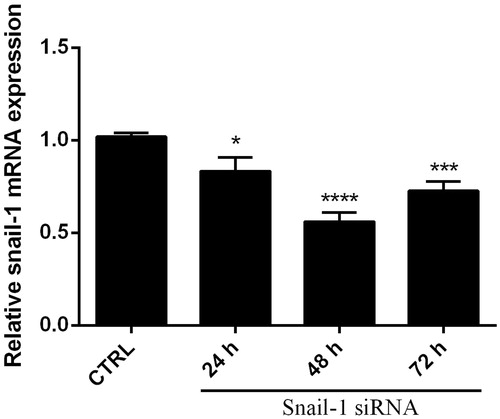 Figure 1. Knockdown of Snail-1 by siRNA in EJ-138 cells. Cells were transfected with 60 pmol of siRNA as described in methods. At 24, 48, and 72 h post transfection, total RNA was extracted and mRNA levels were examined by qRT-PCR. Relative mRNA expression levels were quantified by the qRT-PCR method, using β-actin as an internal control. The data represent mean ± SD (n = 3); *P < 0.05, ***P < 0.001, ****P < 0.0001 versus control (CTRL).