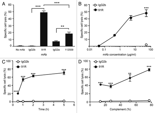 Figure 7. 91R mAb promotes in vitro complement-dependent cytotoxicity in human leukemic MOLT-4 cells. MOLT-4 cells were opsonized with 91R or isotype-matched mAb (40 μg/ml, 30 min, 37 °C), washed, and incubated (1 h) with 25% active (37 °C) or inactive (56 °C) baby rabbit complement (BRC); cell viability was evaluated in a flow cytometer by 7-AAD staining. (A) Specific complement lysis in the absence of antibody or with 91R, 112509, or isotype-matched mAb (IgG2a or IgG2b). Each condition was analyzed in triplicate. Data show mean ± SEM for four independent experiments. (B) Dose-response curve for specific complement lysis using 91R and a control IgG2b mAb at indicated concentrations. Data show mean ± SEM for one representative experiment of four. (C) Effect of time exposure to BRC. Data show mean ± SEM for triplicates from one representative experiment of two. (D) Specific complement lysis in a dose response curve for BRC. Data show percent mean ± SEM for triplicates from one representative experiment of two. *** P < 0.001, ** P < 0.01, * P < 0.05.