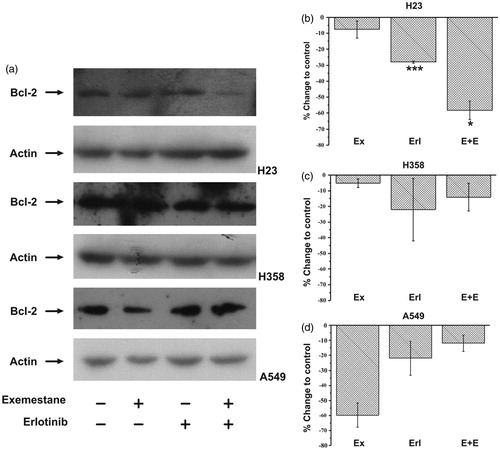 Figure 2. The effect of exemestane, erlotinib and their combination on Bcl-2 anti-apoptotic protein levels. (a) Representative blots of three independent experiments for H23, H358 and A549 cells. Quantification of western blot images (b) in H23, (c) in H358 and (d) in A549. Results are expressed as mean ± SEM of the % change compared to the untreated cells. Asterisks denote a statistically significant difference compared to untreated cells. *p < 0.05 and ***p < 0.0001. C: control, Ex: exemestane, Erl: erlotinib and E + E: exemestane and erlotinib.