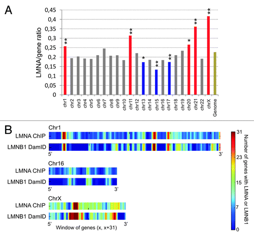 Figure 2. Genes with a promoter interacting with LMNA form clusters in the genome. (A) Chromosome distribution of LMNA enrichment determined by the ratio of LMNA-interacting genes to all genes per chromosome. Red bars indicate LMNA enrichment, and blue bars indicate LMNA impoverishment, both relative to genome-average LMNA occupancy (Genome; **P < 10−4; *P < 10−2; Chi-square). The data are from our laboratory (Lund EG and Collas P, unpublished). (B) Genes with a promoter enriched in lamin A cluster into “lamin-rich domains”.Citation22 Graph shows LMNA enrichment in 31-gene windows across chromosomes 1, 16, and X in human ASCs, determined by ChiP. For comparison, domains of LMNB1 enrichment identified by DamIDCitation13 in lung fibroblasts are also shown.