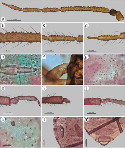 Figure 25. Morphological features of alate viviparous female of S. niitakayamensis: (a) antenna, (b) sensilla structure on ANT III, (c) ANT V with sensilla, (d) ANT VI with sensilla, (e) ultimate rostral segments, (f) hind wing sensilla, (g) dorsal abdominal cuticle, (h) first segment of fore tarsus, (i) first segment of middle tarsus, (j) first segment of hind tarsus, (k) dorsal abdominal chaetotaxy, (l) SIPH, (m) genital plate.