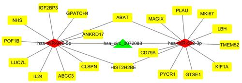 Figure 3 CeRNA networks of circRNA-miRNA-mRNA interactions in LUAD. Green indicate circRNA, red indicates miRNAs, and yellow indicates mRNAs.