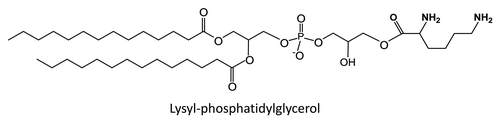 Figure 1. Lysyl-phosphatidylglycerol.
