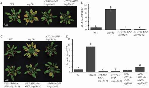 Figure 1. Cytoplasmic function of ATG18a is sufficient to enhance resistance to B. cinerea. (A) Overexpressing ATG18a-GFP complemented atg18a mutant phenotype to resistance against B. cinerea. Four-week-old plants were spray-inoculated with B. cinerea at 2.5 × 105 spores/ml and the phenotype was checked at 4 dai. The experiment was repeated three times with similar results. WT, wild type. Scale bar: 2 cm. (B) Fungal biomass accumulation assay measured by qPCR revealed that overexpression of ATG18a-GFP suppressed B. cinerea growth. Fungal growth was determined by qRT-PCR amplification of the B. cinerea ActinA gene relative to Arabidopsis ACT2 gene. The data represent mean values ± SD (n = 3). The mean values following by different letters are significantly different from each other (p < 0.01, Student’s t-test). The experiment was repeated three times with similar results. (C) Overexpressing NES-ATG18a-GFP suppressed the susceptibility of atg18a mutant to B. cinerea. Four-week-old plants were spray-inoculated with B. cinerea at 2.5 × 105 spores/ml and the phenotype was checked at 4 dai. The experiment was repeated three times with similar results. Scale bar: 2 cm. (D) Fungal biomass accumulation assay measured by qRT-PCR revealed that overexpression of NES-ATG18a-GFP in atg18a mutant suppressed B. cinerea growth. Fungal growth was determined by qPCR amplification of the B. cinerea ActinA gene relative to Arabidopsis ACT2 gene. The data represent mean values ± SD (n = 3). The experiment was repeated three times with similar results