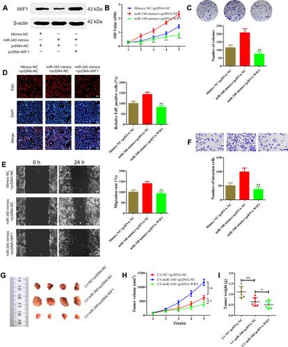 Figure 7 Overexpression of WIF1 represses retinoblastoma progression induced by miR-340 in vitro and in vivo. (A) WIF1 expression level was determined using Western blot in SO-RB50 cells transfected with pcDNA-WIF1 or pcDNA-NC. (B–D) CCK-8 assay (B), colony formation assay (C) and EdU incorporation assay results showed that co-transfection of miR-340 mimics and pcDNA-WIF1 inhibited cell proliferation compared with co-transfection of miR-340 mimics and pcDNA-NC in SO-RB50 cells. (E and F) Wound healing assays (E) and transwell invasion assays (F) up-regulation of WIF1 also reversed the promotion of miR-340 overexpression-induced cell migration and invasion in SO-RB50 cells. (G–I) About 1×107 LV-miR-340 and/or pcDNA-WIF1 overexpressing SO-RB50 cells were subcutaneously injected into the nude mice respectively (n=6). After 4 weeks injection, mice were sacrificed and the tumors were weighted. (G) Representative images of surgically dissected tumors. (H) Tumor growth. (I) Tumor weight. *P<0.05, **P<0.01. Scale bars, 100 μm.