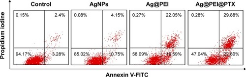 Figure 4 Translocation of phosphatidylserine induced by AgNPs, Ag@PEI, and Ag@PEI@PTX in HepG2 cells.Note: The upper right quadrant indicated cells in the early stage of apoptosis and lower right shows cells in the late stage of apoptosis or necrosis.Abbreviations: AgNPs, silver nanoparticles; FITC, fluorescein isothiocyanate; PEI, polyethylenimine; PTX, paclitaxel.