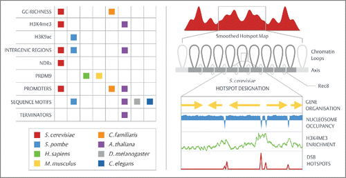 Figure 2. Meiotic hotspot designation. Left - Gatekeeper factors - predictors of recombination. Hotspot designation differs significantly between species. While lower eukaryotes (S. pombe and S. cerevisiae) rely upon a set of passive, low-impact factors, higher eukaryotes (H. sapiens and M. musculus) utilize the multi-functional histone-trimethyltransferase, PRDM9, to guide recombination through the binding of PRDM9 consensus sequences [see text for further details]. Outside of these well-characterized systems, several further organisms display a number of unique properties. Within the canine lineage (C. familiaris), PRDM9 is unexpectedly non-functional—having inactivated between ∼7-9Mya—with GC-richness instead serving as a robust predictor of Spo11-activity.Citation77–79 In contrast to the majority of model organisms, insects (D. melanogaster) and worms (C. elegans) appear devoid of traditional hotspots—consistent with the co-localization of short, repeating sequences with sites of recombination.Citation80–82 A role for non-PRDM9 sequence motifs within recombination, however, does not preclude the existence of hotspots, as noted within A. thaliana and S. pombe.Citation7,83-86 Right - Layers of hotspot designation within S. cerevisiae. Canonical hotspot designation, as seen within S. cerevisiae, requires the co-occurrence of several factors in a specific fashion in order to unlock the potential for a region to initiate recombination [see text for further details].