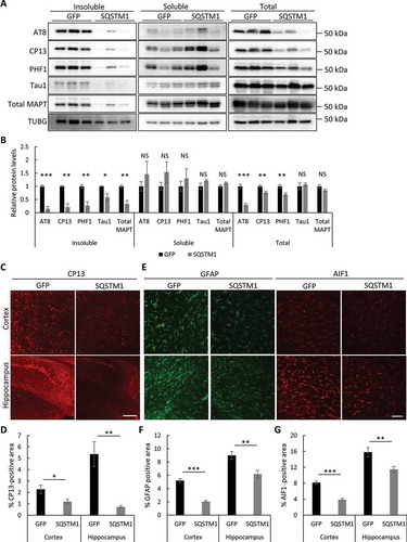 Figure 6. Overexpression of SQSTM1 reduces mutant MAPT pathology. (a) Representative western blots of AT8, CP13, and PHF1 (p-MAPT), Tau1 (unphosphorylated MAPT), and total MAPT in insoluble, soluble and total lysates of rTg4510 brains injected with AAV-GFP or AAV-SQSTM1. TUBG was used as a loading control. (b) Quantification of relative levels of mutant MAPT proteins:TUBG. n = 5/group for fractionated samples and n = 8/group for total lysates. (c) Representative immunofluorescence images of the cortex and hippocampus using the CP13 antibody. (d) Quantification of CP13-positive areas in (c). n = 4/group. (e) Representative GFAP and AIF1 immunofluorescence images of rTg4510 mice injected with AAV-GFP or AAV-SQSTM1. (f and g) Quantification of GFAP and AIF1/Iba1 immunoreactivity in (e). n = 4/group. Scale Bar: 500 μm in (c); 200 μm in (e). All data are expressed as mean ± SEM. NS, non-significant; *P ≤ 0.05; **P ≤ 0.01; ***P ≤ 0.001.