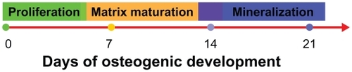 Figure 5 Graphical summary of the three phases and time schedule of osteogenic induction: proliferation, matrix maturation, and mineralization.