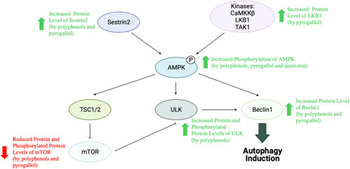 Figure 7 Activation of AMPK signalling pathway by M. indica extracts and phytochemicals.