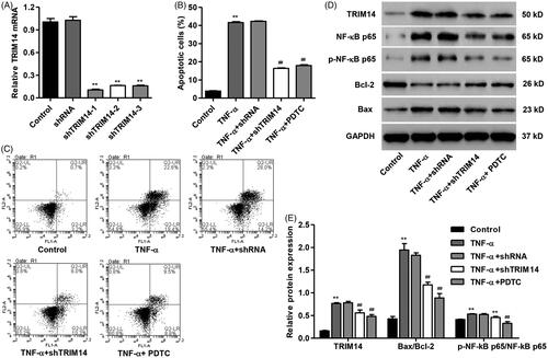 Figure 3. TRIM14 down-regulation inhibited apoptosis and related protein expression in HNPC induced by TNF-α. HNPC were treated with 100 ng/ml of TNF-α with or without pLKO.1-shRNA-TRIM14 (shTRIM14) and PDTC treatment. (A) TRIM14 mRNA expression was determined using Real-time PCR assay. (B,C) HNPC apoptosis was determined using flow cytometry assay. (D,E) The level of TRIM14, NF-κBp65, p-NF-κBp65, Bax and Bcl-2 protein was measured by Western blot assay. **p < .01 compared with control. ##p < .01 compared with TNF-α treatment.