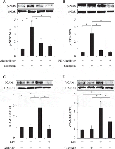 Figure 2. Glabridin activates eNOS via the PI3K/Akt pathway and protected against LPS-induced endothelial cell injury.(a, b) Triciribine (10 µM) was used to inhibit Akt phosphorylation (A), and LY-294002 (10 μM) was used to inhibit phosphoinositide 3-kinase (PI3K) (B). HUVECs were pretreated with each inhibitor or vehicle for 1 h, then incubated in the presence of 50 nM glabridin (a) or 100 nM glabridin (b) for 30 min. The cells were then lysed and analyzed using SDS–PAGE and immunoblotting. Both triciribine and LY-294002 inhibited glabridin-induced eNOS phosphorylation (a, b). The experiments were repeated at least five times. *p < 0.05.(c, d) HUVECs were incubated in the presence or absence of 50 nM glabridin for 1 h. LPS (1 µg/ml) was then added and the cells were further incubated for 6 h. The cells were then lysed and analyzed using SDS–PAGE and immunoblotting. All films were scanned, and signals in the linear range were quantified using Image J software and normalized to the control levels (c, d).The experiments were repeated at least four times. *p < 0.05.
