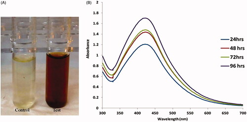 Figure 1. (A) The synthesis of AgNPs from aqueous leaf extract of Salvia miltiorrhiz was confirmed by changes in solution color from light yellow to dark brown. (B). UV-visible absorption spectrum of synthesized AgNPs.