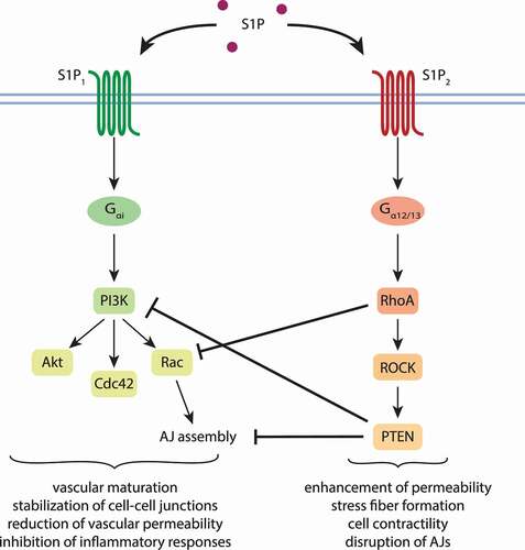 Figure 3. Influence of S1P1 and S1P2 on endothelial barrier integrity. Signaling via S1P1 promotes the stability of the endothelial barrier, whereas signaling transduced by S1P2 enhances vascular permeability. Under physiological conditions, S1P binds equally well both receptors, of which S1P1 is broader expressed. Subsequently, distinct sets of G proteins are activated. Firstly, Rac is activated, secondly, RhoA, which suppresses Rac. Downstream effectors of RhoA further inhibit S1P1 signaling, leading to cell contraction and permeability. S1P1-Gαi signaling also leads to the activation of Cdc42, which reverses the effects of RhoA and promotes barrier stability.Citation44–46 Akt, protein kinase B; Cdc42, cell division control protein 42; Rac, Ras-related C3 botulinum toxin substrate 1; RhoA, Ras homolog gene family, member A; ROCK, Rho-associated protein kinase; PTEN, phosphatase and tensin homolog; S1P, sphingosine 1-phosphate