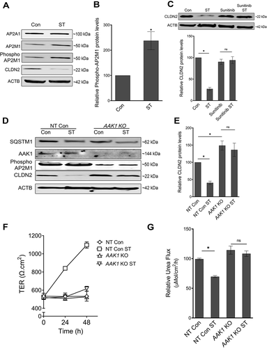 Figure 4. Role of AP2M1 in regulation of CLDN2 levels. (A) AP2M1 is increasingly phosphorylated after starvation. ACTB is shown as a loading control. The blots are representative of 3 independent experiments. (B) Densitometry for phospho-AP2M1 expression in panel A (*, p < 0.01 versus control). (C) Inhibition of AP2M1 activation with Sunitinib (25 µM) treatment prevented starvation-induced reduction in CLDN2 levels. Densitometry for CLDN2 levels in Sunitinib treatment (*, p < 0.001 versus control). (D) Western blot showing efficiency of CRISPR-Cas9-mediated knockout of AAK1 in Caco-2 cells. AAK1 KO led to a significant increase in baseline CLDN2 levels and abolished starvation-induced CLDN2 reduction. (E) Densitometry for CLDN2 levels in untreated and starved non target control (NT) and AAK1 KO cells, as shown in panel D (*, p < 0.05 versus control). AAK1 knockout also significantly inhibited starvation-induced increase in TER (F) and reduction in urea flux (G) (*, p < 0.05 versus control) .