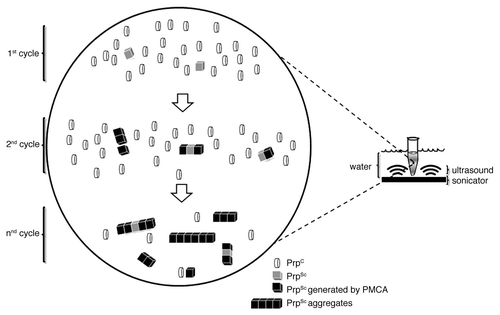 Figure 1. Schematic representation of protein misfolding cyclic amplification (PMCA) showing the presumed mechanism of molecular conversion. A large excess of PrPC is incubated with minimal quantities of PrPSc followed by cycles of incubation and sonication. PrPSc aggregates are shown to grow, converting and incorporating PrPC molecules. With each cycle of sonication and incubation (represented by arrows) PrPSc aggregates are broken, creating further seeds. After several cycles of sonication and incubation most of the PrPC will have been converted into the PrPSc.