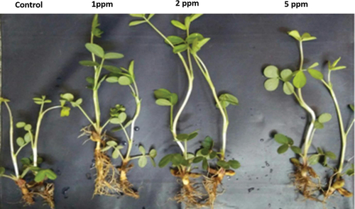 Figure 5. Representative pictures of growth parameters of groundnut with untreated and different concentrations of ZnONPs.