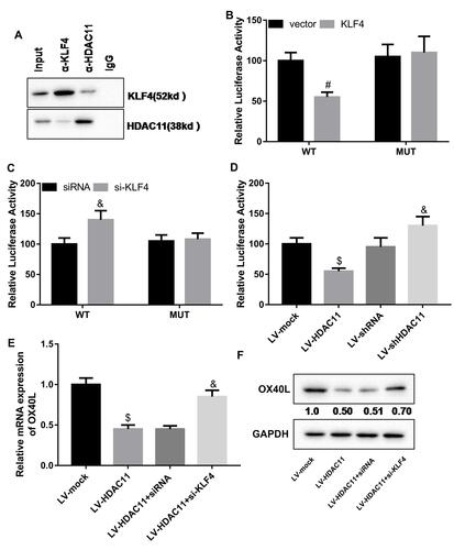 Figure 5 HDAC11 inhibited OX40L expression via KLF4-dependent way. (A) Co-IP was performed to examine the interaction between KLF4 and HDAC11 in HDM-stimulated DCs. (B) The empty vector or pcDNA-KLF4 and the OX40L gene promoter-WT or OX40L gene promoter-MUT were co-transfected into HDM-stimulated DCs. Then, luciferase assay was carried out to detect the promoter activity of OX40L gene. #P < 0.01 compared with MUT + KLF4 group.(C) The siRNA negative control or KLF4 siRNA and the OX40L gene promoter-WT or OX40L gene promoter-MUT were co-transfected into HDM-stimulated DCs. Then, luciferase assay was carried out to detect the promoter activity of OX40L gene. (D) Luciferase assay was carried out to detect the promoter activity of OX40L gene in the HDM-treated DCs infected with the lentivirus vector expressing HDAC11 or carrying HDAC11 shRNA. (E and F) HDM-stimulated DCs were treated with the lentivirus vector expressing HDAC11 and the siRNA of KLF4. Then, qRT-PCR and Western blot was carried out to detect the expression of OX40L mRNA and protein, respectively, in the cells. n = 3. $P < 0.05 compared with LV-mock group, and &P < 0.05 contrasted with LV-HDAC11 group.