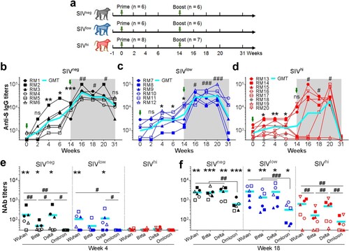 Figure 1. Anti-SWuhan IgG and NAb responses in macaques with mild or severe SIV infection. a. Schematic diagram of the timeline for vaccination and detection. Fourteen SIV-infected rhesus macaques not on ART were divided into SIVlow (n = 6; mean viral load: 3.4 log RNA copies per ml plasma; range: 2.0-4.7) and SIVhi (n = 8; mean: 6.2; range: 5.0-7.7) groups. Six uninfected macaques were used as healthy controls (SIVneg). All the macaques received two intramuscular injections with 1 × 1011 vp of Ad5-S at weeks 0 and 14. At weeks 0, 2, 4, 6, 14, 16, 18, 20, and 31, serum samples and PBMCs were collected and subjected to virological and immunological analysis. Green arrows indicate the time points of vaccination. Major health indicators were monitored over the course. b-d. Kinetics of anti-SWuhan IgG antibody response in SIVneg (b), SIVlow (c), and SIVhi (d) macaques. The endpoint IgG titres against the S protein of the SARS-CoV-2 Wuhan strain are shown. The limit of detection is 1:400. Overlapped data points represent the same values. Comparisons were conducted between week 2, 4, 6, 14 and week 0 (*, **, ***) or between week 16, 18, 20, 31 and week 14 (#, ##, ###) by paired, one-tailed Student’s t-test. Green arrows indicate the time points of vaccination. The shaded grey area indicates the period after the booster vaccination. Macaque RM18 died at week 8 due to severe SIV infection and was marked as gray dots. e, f. NAb responses against Wuhan strain and VOCs in each group at week 4 (e) and week 18 (f). S-pseudotyped vesicular stomatitis viruses assessed serum samples. The limit of detection is 1:30. Comparisons of the NAb titres against each strain in the same group were conducted by paired, one-tailed Student’s t-test (#, ##, ###). Comparisons of the NAb titres against the same strain in SIVneg or SIVlow group versus SIVhi group were conducted by unpaired, one-tailed Student’s t-test (*, **, ***). All the data points represent the mean values of two technical replicates. * or #, p < 0.05; ** or ##, p < 0.01; *** or ###, p < 0.001; ns, no significance.