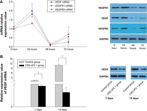 Figure 5 Effects of CR2-sFlt 1 on VEGF and VEGFR expression.