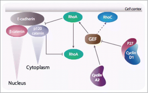 Figure 6. Cyclin A2 controls EMT via a reciprocal regulation of RhoA and RhoC: Cyclin A2 potentiates the loading activity of Rho GEF toward RhoA at the expense of RhoC. Since RhoA is required for the stability of the adherens junction, ablation of cyclin A2 leads to its inhibition and, as a consequence, in the disruption of cell-cell contacts. Accordingly, RhoC activity is increased and contributes further in the instability of the junction. As a result, p120 catenin translocates to the cytoplasm where it forms an inactivating complex with RhoA, and β catenin enters the nucleus where it participates in the transcription of genes required for the EMT. In cells overexpressing cyclin D1 this phenomenon is exacerbated.