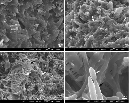 Figure 6. Scanning electron micrographs of MS produced by M. novozealandicum AgR-F177 after 24 h (A, B) and 48 h (C, D) post incubation on water agar plates. A. MS surface without hyphae growth. B. Hyphal bodies emerging from MS (white arrow). C. Mycelia (white arrow) development on MS surface where residues of diatomaceous earth (black arrow) are trapped by the fungal growth. D. Phialide (black arrow) and conidium (white arrow)