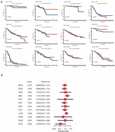 Figure 2. (a)Survival analysis of ANXA1 in pan-cancer showed that the high expression of ANXA1 was associated with higher overall survival in THCA patients, with a statistically significant difference (P = 0.004). (b)Univariate Cox regression was performed on the results of survival analysis, and the results showed that the expression of ANXA1 was not statistically significant in overall survival of THCA.