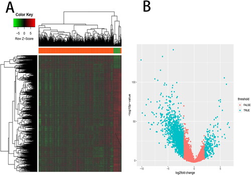 Figure 3. Differentially expressed genes analysis. A total of 3180 differentially expressed genes (DEGs) between BLCA and normal bladder tissues, including 579 up-regulated DEGs and 2601 down-regulated DEGs, were listed in (A) a heat map and (B) a volcano map.
