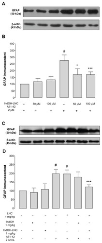 Figure 6 (A–D) Astrocytic activation induced by Aβ1-42 peptide can be reduced by indomethacin-loaded lipid-core nanocapsules (IndOH-LNCs). Representative Western blotting of glial fibrillary acidic protein (GFAP) immunoreactivity in (A) organotypic hippocampal cultures after 48 hours of exposure to Aβ1-42 and treatment with 50 or 100 μM IndOH-LNCs, and in (C) the hippocampus 15 days after intracerebroventricular injection of Aβ1-42 (2 nmol) and treatment with IndOH or IndOH-LNCs (1 mg/kg, intraperitoneally). Graphics show quantification of GFAP immunocontent normalized by β-actin protein (loading control). The values represent GFAP levels, expressed as the average percentage increase (mean ± standard deviation) over basal levels in (B) organotypic hippocampal cultures (n = 6) and (D) the hippocampus 15 days after intracerebroventricular injection of Aβ1-42 (n = 8).Notes: #Significantly different from the respective control groups (P < 0.001); *significantly different from Aβ1-42 2 μM group (P < 0.05); ***significantly different from (B) Aβ1-42 2 μM group or (D) Aβ1-42 and Aβ1-42 treated with vehicle groups (P < 0.001). Two-way analysis of variance followed by Bonferroni post hoc test.