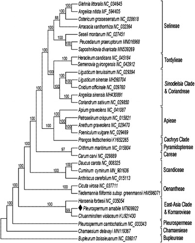 Figure 1. Maximum likelihood (ML) tree of 32 species in the family Apiaceae based on the complete chloroplast sequences using Bupleurum boissieuanum (NC_036017) as an outgroup. Numbers on the nodes are bootstrap values from 1000 replicates.