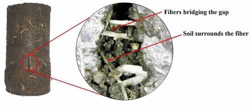 Figure 5. Microscope investigation of fiber-reinforced sample.