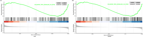 Figure 7 GSEA of EGF and AZGP1 in CRSwNP. (A) GSEA of EGF in CRSwNP. (B) GSEA of AZGP1 in CRSwNP. The X-axis represents the sequencing of expression values of genes enriched in different pathways within the sample, and the Y-axis represents the enrichment score. Adjusted P-values < 0.05 was considered statistically significant.