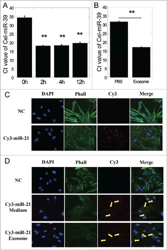 Figure 2. Exosome-mediated miRNA shuttle between cells. (A) Cel-miR-39 expression of exosomes isolated from the refreshed medium of Cel-miR-39 transfected cells at different time points. (B) The expression of Cel-miR-39 in bystander cells treated with PBS or exosomes from Cel-miR-39 transfected cells. (C) Fluorescent visuals of MRC5 cells transfected with NC (negative control) or Cy3-miR-21. (D) Fluorescent visuals of MRC5 cells that were co-cultured with conditioned medium harvested from NC or Cy3-miR-21 transfected cells or exosomes isolated from conditioned medium of Cy3-miR-21 transfected cells. Nuclei were stained blue (DAPI) while F actin was stained green by fluorescein isothiocyanate labeled phalloidin (Phall) and Cy3-miR-21 displayed red fluorescence (Cy3). Arrows indicated the Cy3-miR-21. Error bars represent means ± standard error of 3 biological replicates and the superscript (**) denote a highly significant difference between groups (P < 0.01) as determined by Student's t test.