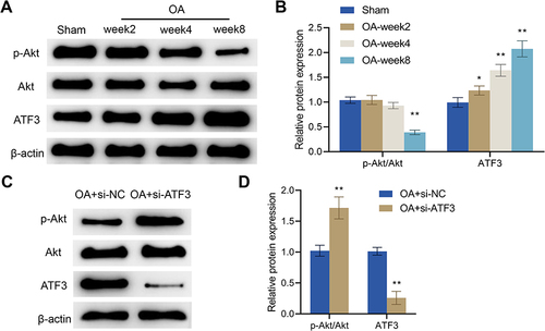 Figure 5 ATF3 regulates the Akt signaling pathway in OA rats. (A and B) Western blot was used to detect the protein levels of p-Akt, Akt and ATF3 in the articular cartilage in the Sham and OA groups, Error bars are mean ± s.d. *P < 0.05; **P < 0.01 vs Sham group; (C and D) Western blot was utilized to measure the protein levels of p-Akt, Akt and ATF3 in the articular cartilage in the OA + si-NC and OA + si-ATF3 groups, Error bars are mean ± s.d. **P < 0.01 vs OA + si-NC group, n = 4.