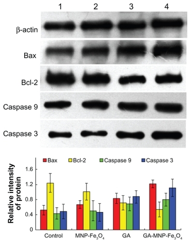 Figure 5 Expression of Bax, Bcl-2, caspase 3, and caspase 9 protein in the Capan-1 pancreatic cancer cells by Western blot after treatment of GA and/or MNP-Fe3O4 for 48 hours. Line 1, control; Line 2, incubated with 20 mg/L MNP-Fe3O4; Line 3, incubated with 1 μmol/L GA; Line 4, incubated with 1 μmol/L GA and 20 μg/mL MNP-Fe3O4.Abbreviations: MNP-Fe3O4, magnetic nanoparticles of Fe3O4; GA, gambogic acid.