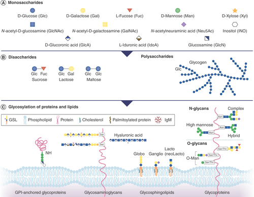Figure 1. Understanding the role of glycans and glycoconjugates in oncology. (A & B) Monosaccharides are the building blocks of disaccharides, polysaccharides and a large number of glycans. (C) Glycosylation of proteins and lipids results in the formation of glycoprotein and glycolipid complexes such as the GSLs.GSL: Glycosphingolipid.