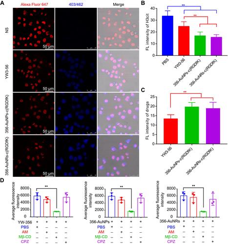 Figure 3 The internalization and pathway of NPs into A549 cells. (A) Representative images showing cellular uptake of 356 and the H3cit protein colocalization with 356. (B and C) Analysis of histone H3 citrullination and uptake of 356 and 356-loaded NPs in A549 cells. (D) Uptake pathway determination of 356 and 356-loaded NPs. ** represents p < 0.01.