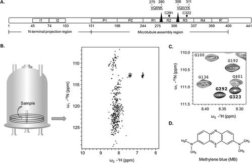 Figure 2. Targeting the Tau protein by small molecules. A. Schematic representation of the longest Tau isoform, 2N4R. 2N implies the number of inserts (I1 and I2) in the N-terminal projection region and 4R indicates the number of repeat regions in the C-terminal half of the protein. The microtubule assembly domain spans the proline-rich regions (P1 and P2), the pseudo-repeat sequences (R1–R4) and a region R’, which is partially similar to R1–R4. The hexapeptide stretches VQIINK and VQIVYK (marked in triangles) are essential for aggregation of Tau into paired helical filaments. B. Representative 2D-[1H-15N]-HSQC spectrum of 441-residue Tau protein. Small amide proton chemical shift dispersion is indicative of structural disorder. C. Superposition of a selected region of a 2D-[1H-15N]-HSQC spectrum of Tau in presence (grey) and absence (black) of methylene blue. Methylene blue specifically modifies the cysteine residues (C291 and C322, highlighted in panel A) in Tau monomers, resulting in broadening of adjacent glycine peaks (G292 and G323).[Citation130] D. Molecular structure of the Tau aggregation inhibitor methylene blue. Methylene blue stabilizes an aggregation incompetent monomer and prevents the formation of filaments and toxic oligomeric precursors.