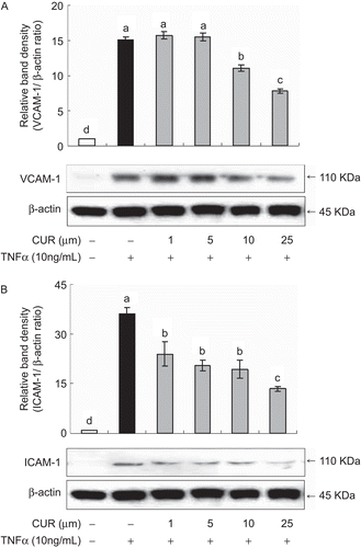 Figure 6.  Inhibition of TNFα-induced adhesion molecules vascular cell adhesion molecule-1 (VCAM-1) and intracellular cell adhesion molecule-1 (ICAM-1) expression by curcumin. HUVECs were pretreated with different concentration of curcumin for 1 h before being incubated with 10 ng/mL TNFα for 12 h and subjected to western blotting to analysis expression of VCAM-1 (A) and ICAM-1 (B). A representative figure is calculated and compared with densitometry quantification of bands from the vehicle. Values are mean ± SD (n = 3). *a-cBars with different letters are significantly different at p <0.05 by Tukey’s test.