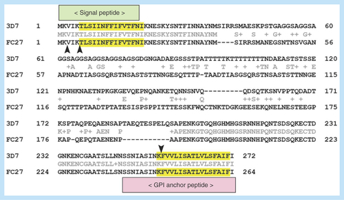 Figure 3.  Prediction of amyloid-forming sequences in the MSP2 isoforms 3D7 and FC27. Highlighted in yellow are the sequences with strong consensus prediction according to FoldAmyloid, Tango, Waltz, Aggrescan and Zhang's method algorithms.The arrowheads indicate trypsin cleaving sites.