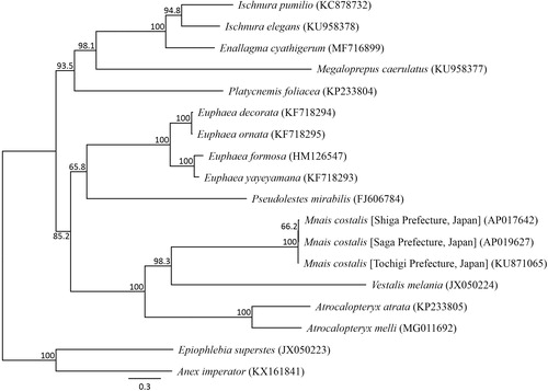 Figure 1. Phylogenetic relationships (maximum likelihood) of the Zygoptera based on the nucleotide sequences of the 13 protein-coding genes of the mitochondrial genome. Sequences from Epiophlebia superstes (JX050223, Wang et al. Citation2015) and Anax imperator (KX161841, Feindt et al. Citation2016) were used as an outgroup. These sequences were separated by codon positions, and for each partition, the optimal models of sequence evolution were used in the maximum likelihood method using TREEFINDER, based on the corrected Akaike information criterion. The numbers at the nodes indicate the bootstrap support inferred from 1000 bootstrap replicates. Alphanumeric terms indicate the DNA Database of Japan accession numbers.