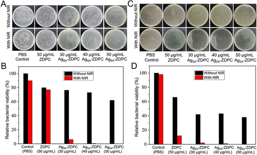 Figure 5 (A and B) The Relative bacterial viability and (B and D) photographs of bacterial colonies of (A and B) S. aureus and (C and D) E. coli exposed to AgSA-ZDPC (0–50 µg/mL) at 5 min of NIR irradiation.