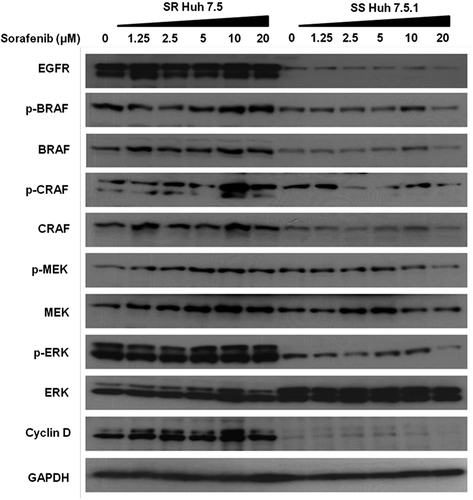 Figure 2 Western blot analysis showing the expression of EGFR and RAS/RAF/MEK/ERK pathway between sorafenib sensitive and resistant HCC cell lines after sorafenib treatment. Cell lines were serum starved overnight and then treated with increasing concentrations of sorafenib for an additional 2 hours. Constitutive basal expression and phosphorylation status of BRAF, CRAF, MEK, and ERK proteins were examined by Western blot analysis. GAPDH level was measured as a loading control. Twenty micrograms of proteins were separated on SDS-PAGE and Western blotting was performed using antibodies to EGFR, BRAF, CRAF, MEK, ERK, and Cyclin D.
